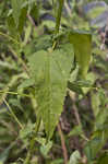 Virginia saltmarsh mallow